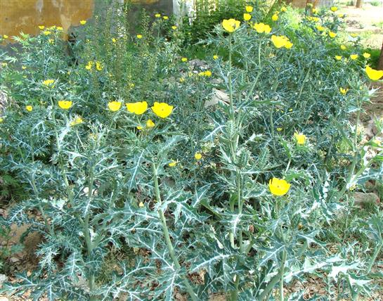 Argemone mexicana